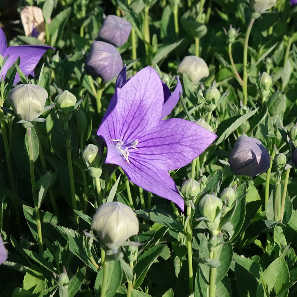Platycodon grandiflorus Astra Blue