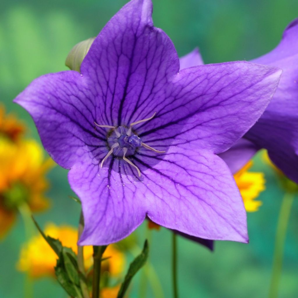 Platycodon grandiflorus Mariesii