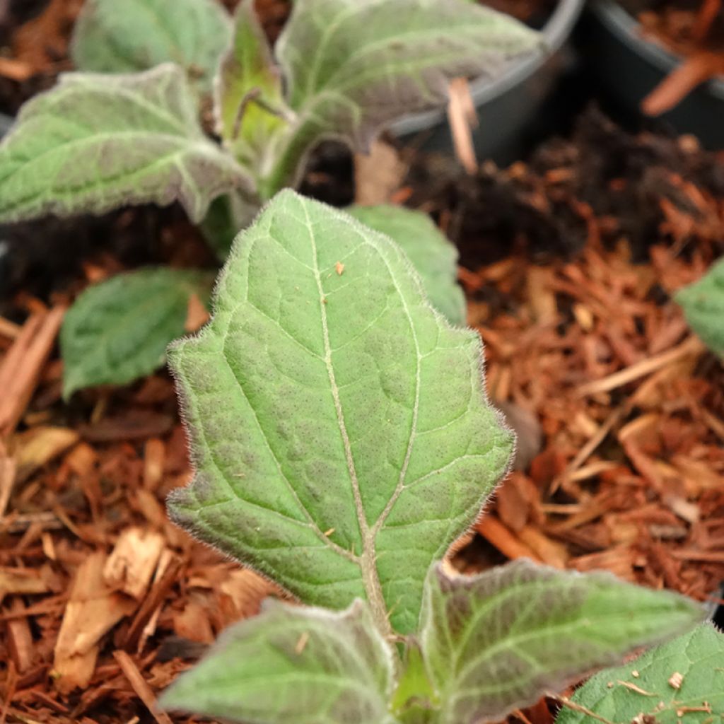 Poire de terre Morado - Smallanthus sonchifolius