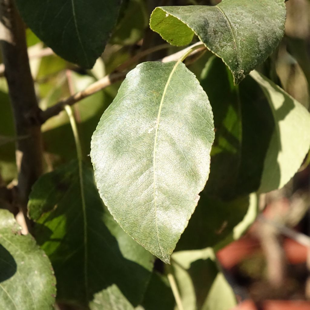 Poirier General Leclerc - Pyrus communis