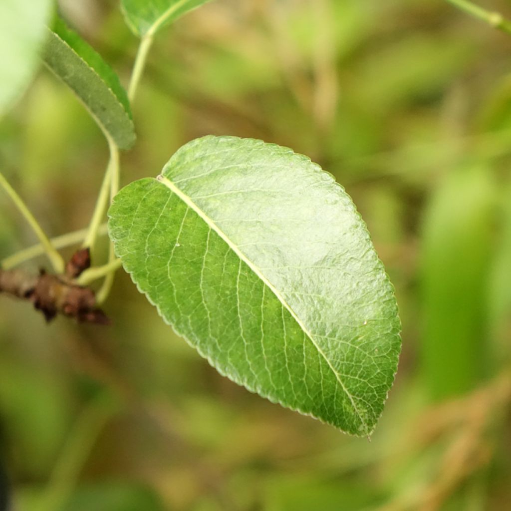 Poirier General Leclerc - Pyrus communis