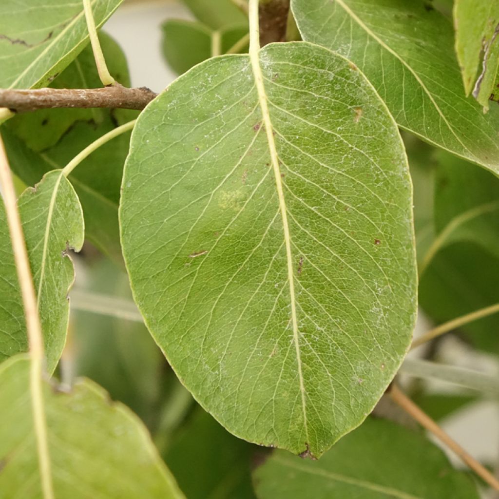 Poirier Jeanne d’Arc - Pyrus communis