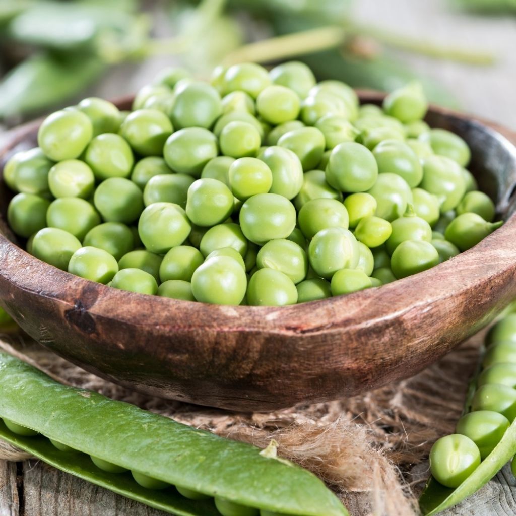 Pois nain Petit Provencal (grains ronds) - Pisum sativum