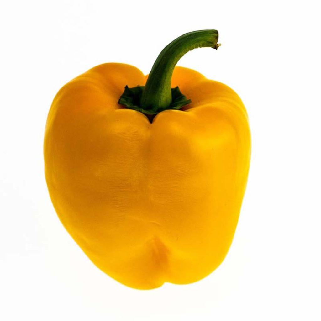 Poivron Afterglow Tenor en plant