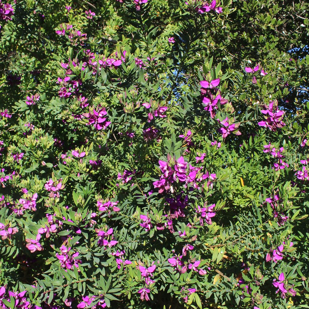 Polygala myrtifolia - Polygale à feuilles de myrte