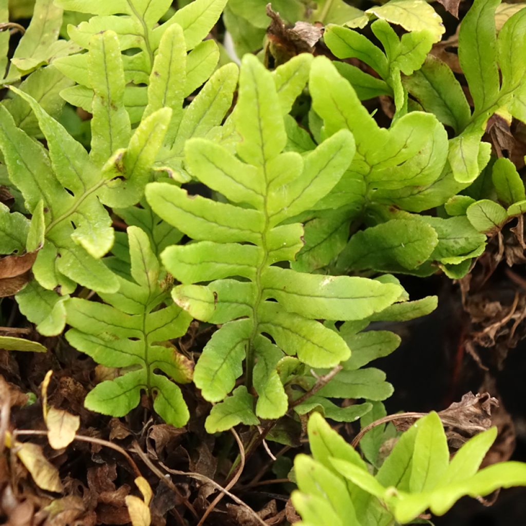 Polypodium Whitley Giant - Fougère, Polypode