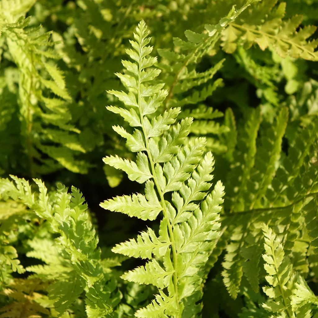 Polystichum braunii - Fougère