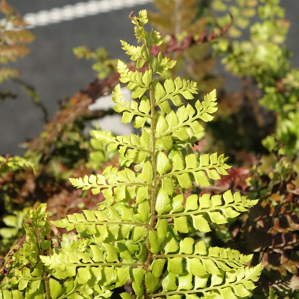 Polystichum makinoi - Fougère persistante