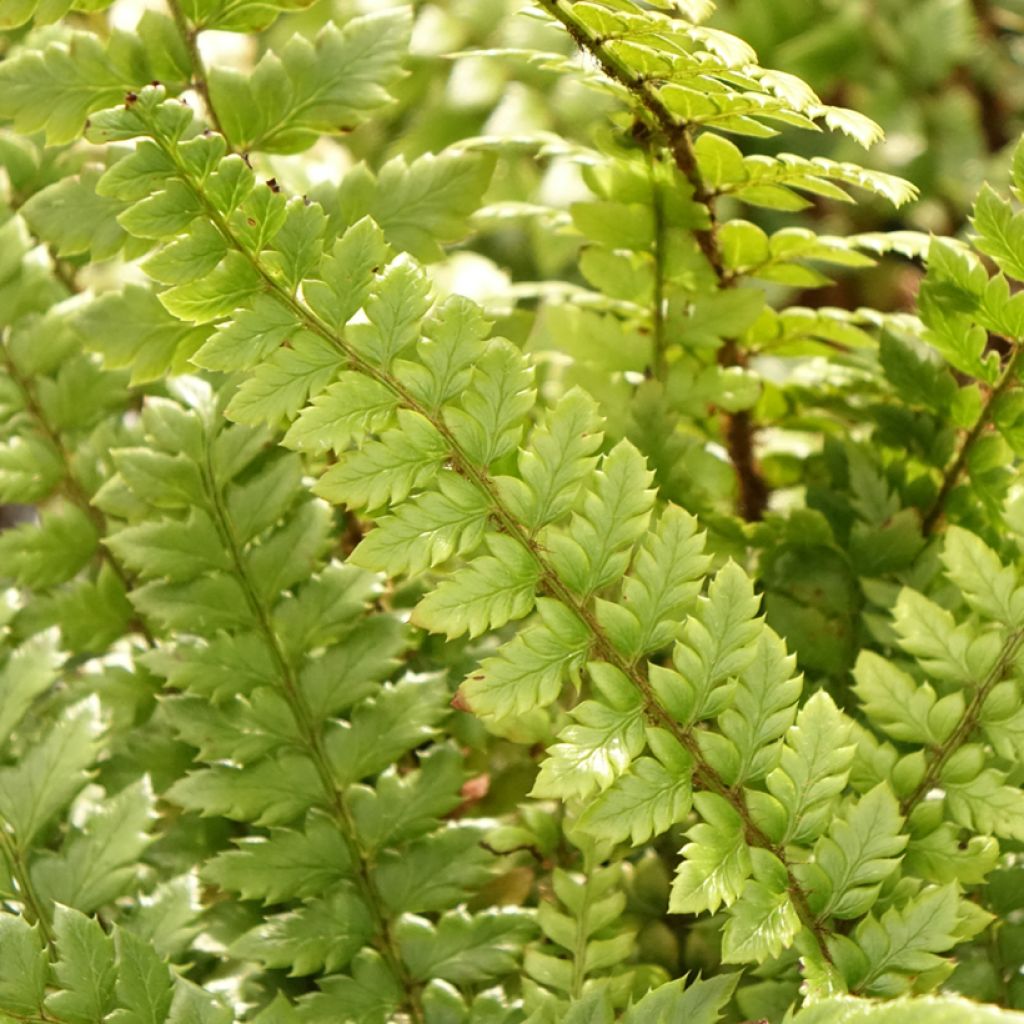 Polystichum neolobatum - Fougère sabre 