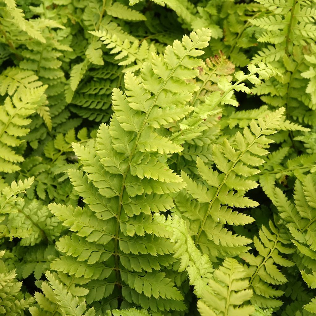 Polystichum setiferum - Aspidie à cils raides Densum
