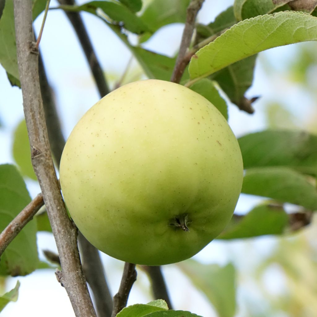 Pommier Belchard - Malus domestica Chanteclerc
