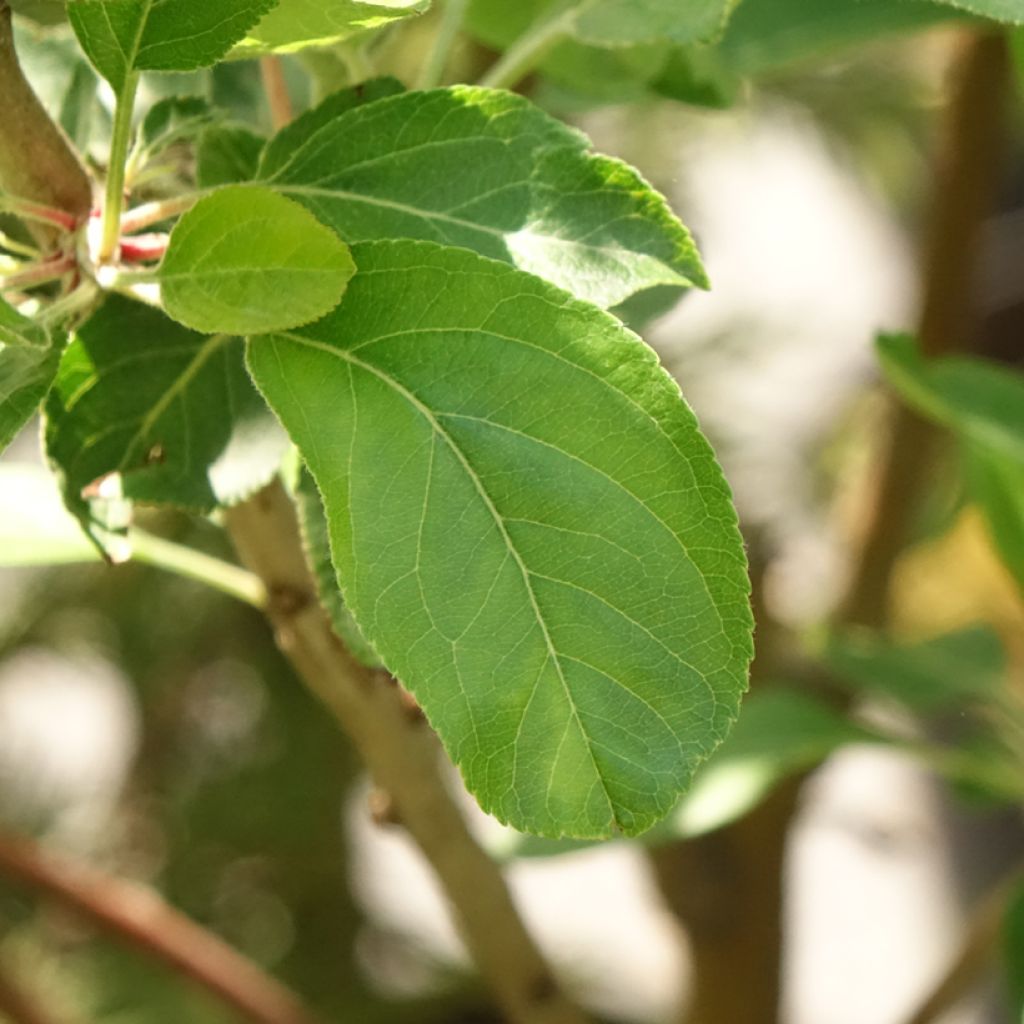 Pommier Blush rosette - pomme sanguine
