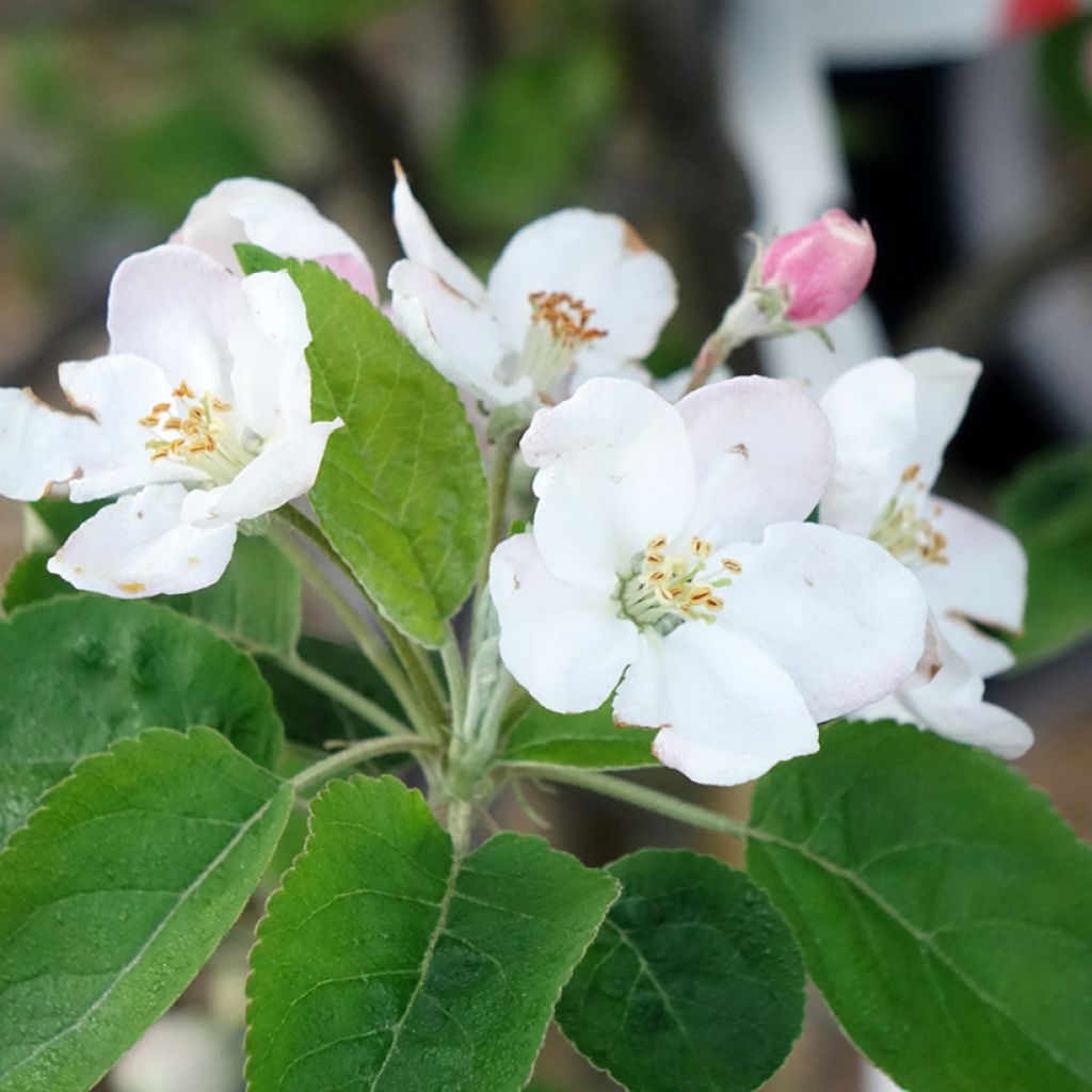 Pommier Choupette