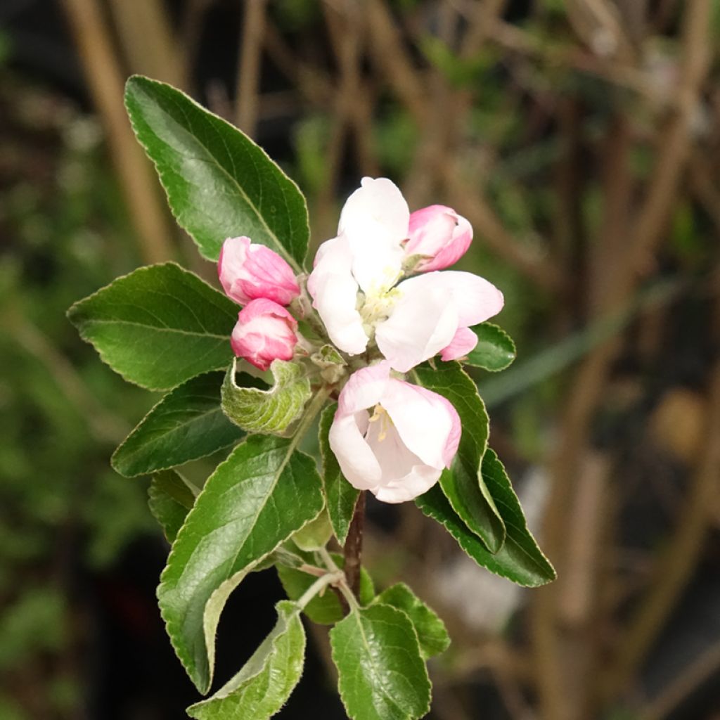 Pommier Cox's Orange Pippin
