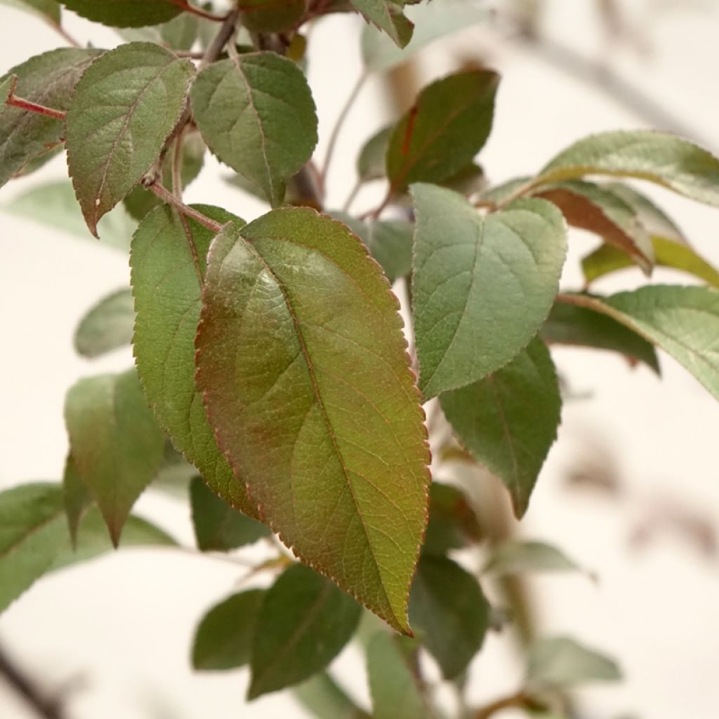 Pommier d'ornement - Malus Coccinella Courtarou
