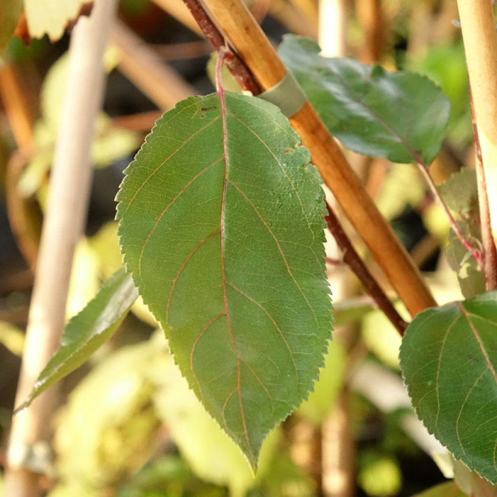 Pommier d'ornement - Malus Hopa