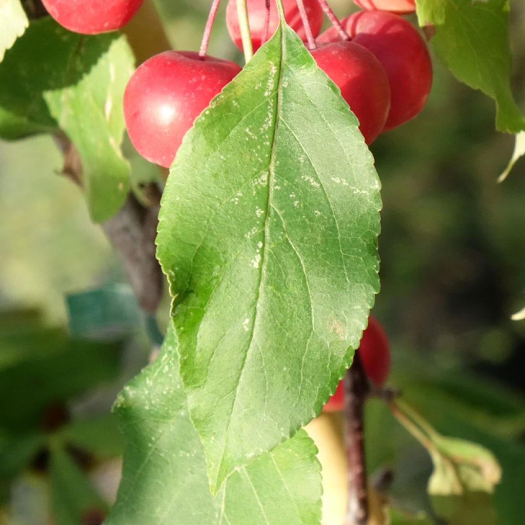 Pommier d'ornement - Malus Ola