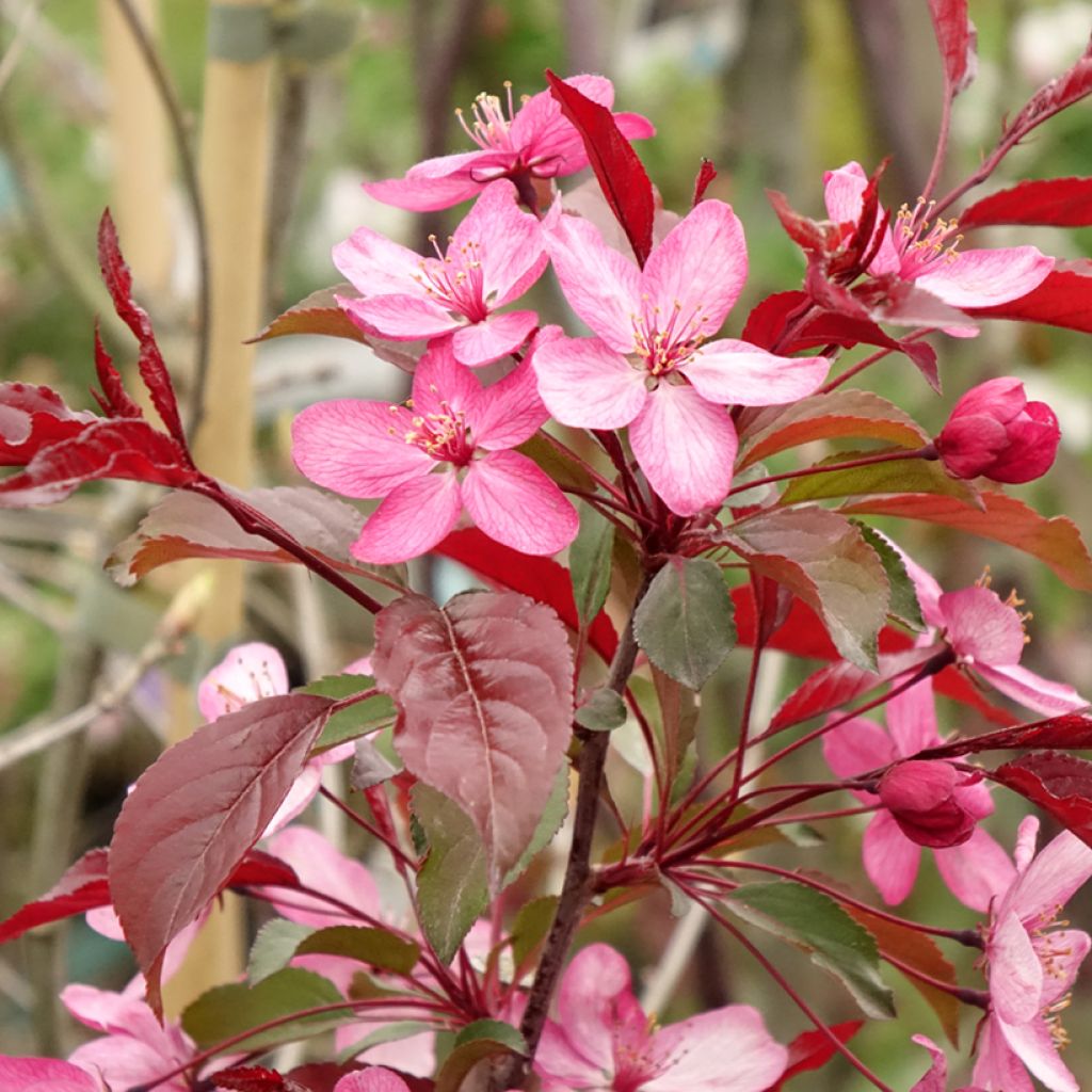 Pommier d'ornement - Malus Paul Hauber