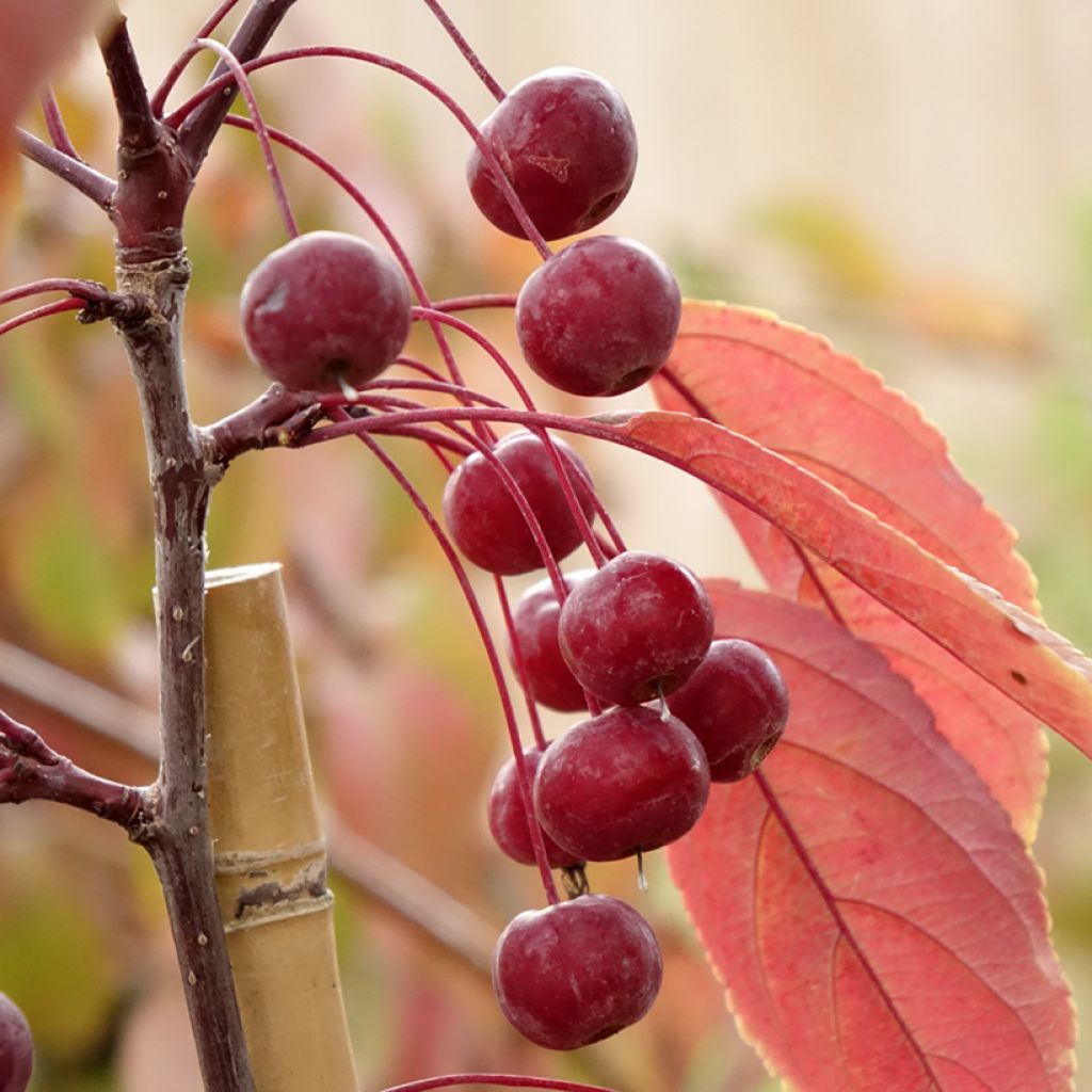 Pommier d'ornement - Malus Paul Hauber