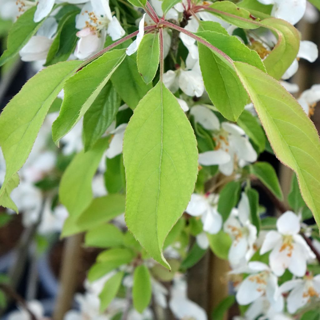 Pommier d'ornement - Malus Sugar Tyme