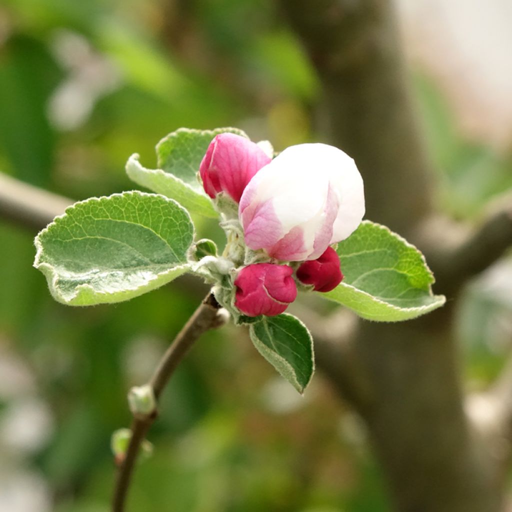 Pommier Double Belle Fleur