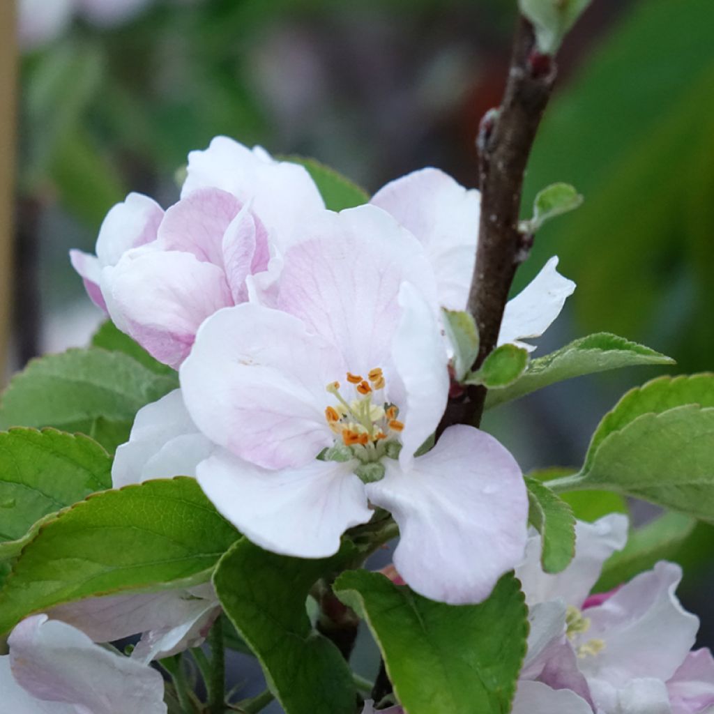 Pommier Elstar