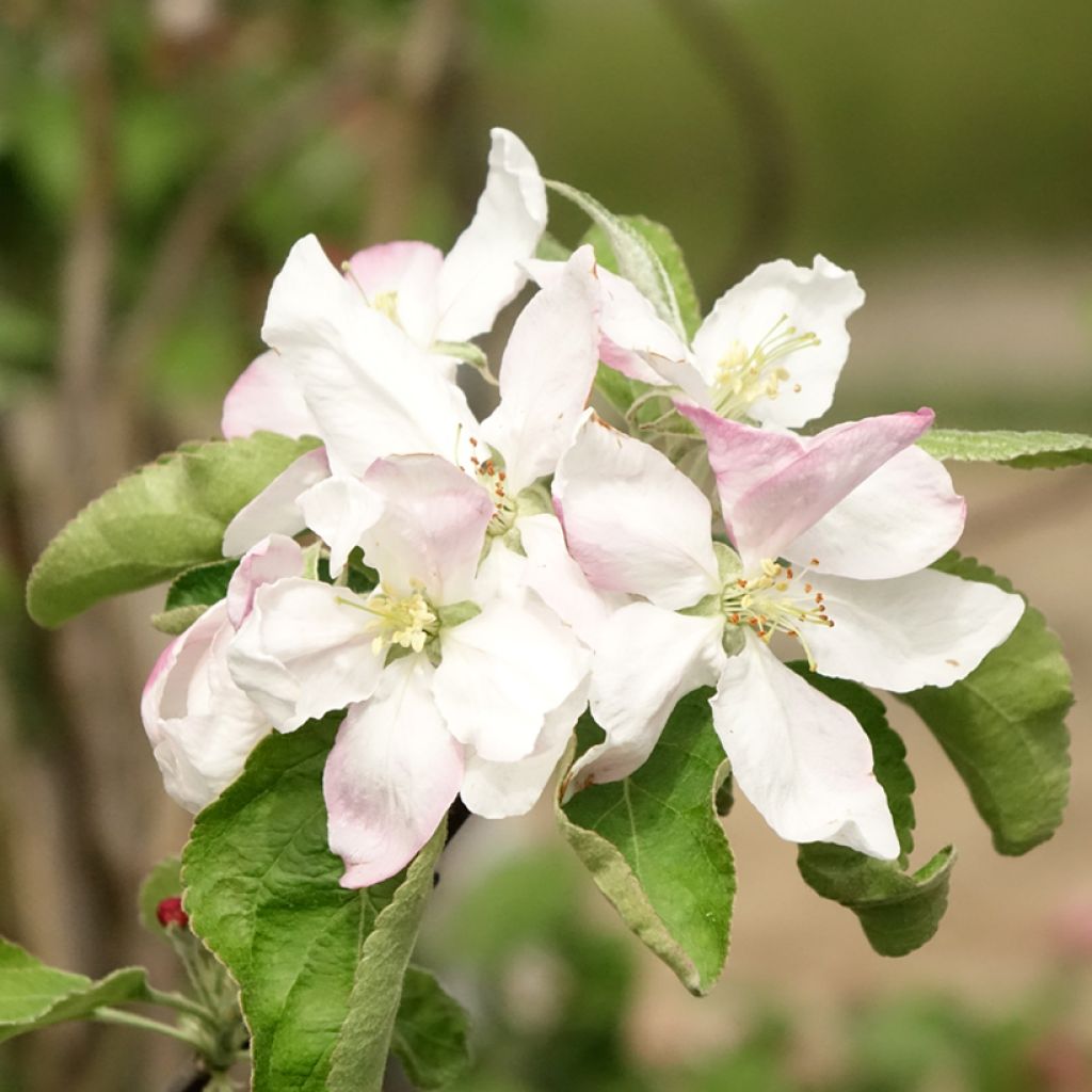 Pommier Granny Smith