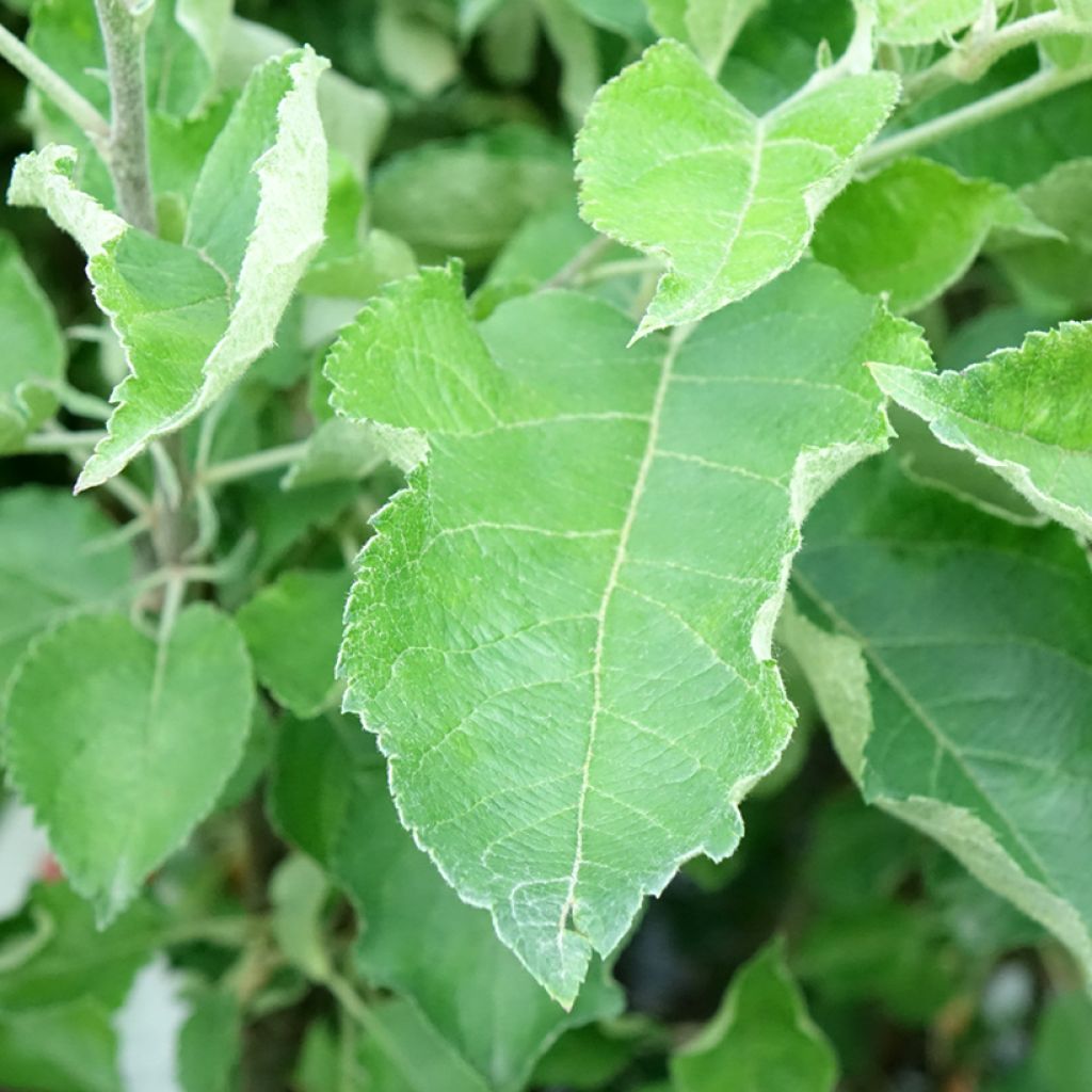 Pommier Gravenstein