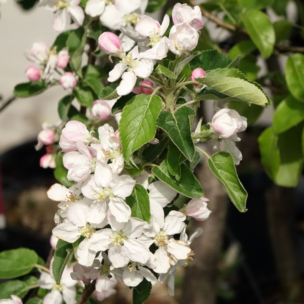 Pommier Idared - Malus domestica