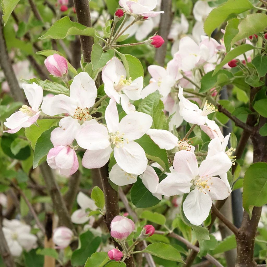 Pommier Jonagold