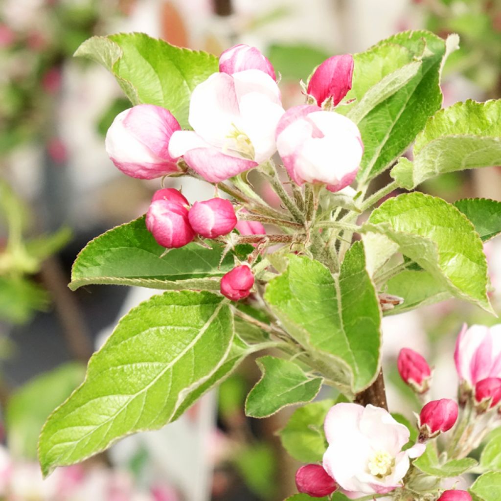 Pommier - Malus domestica Braeburn