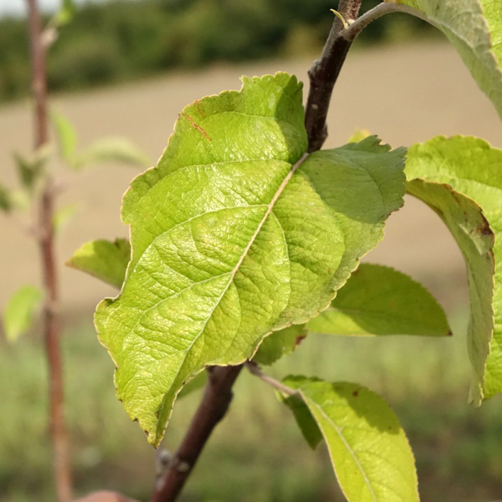 Pommier - Malus domestica Braeburn