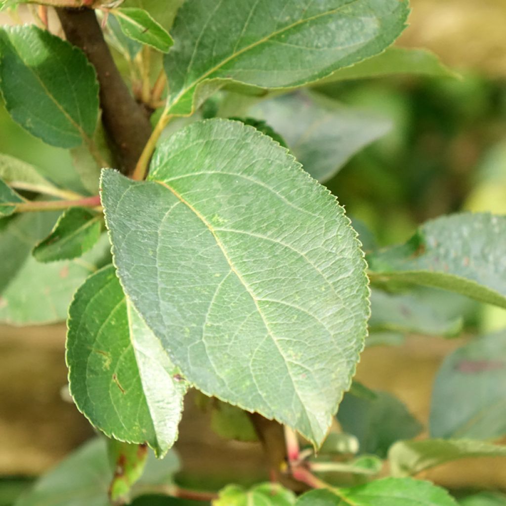 Pommier Reinette Clochard