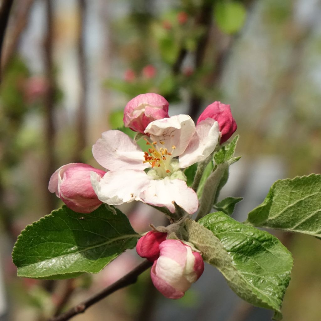 Pommier Reinette Clochard