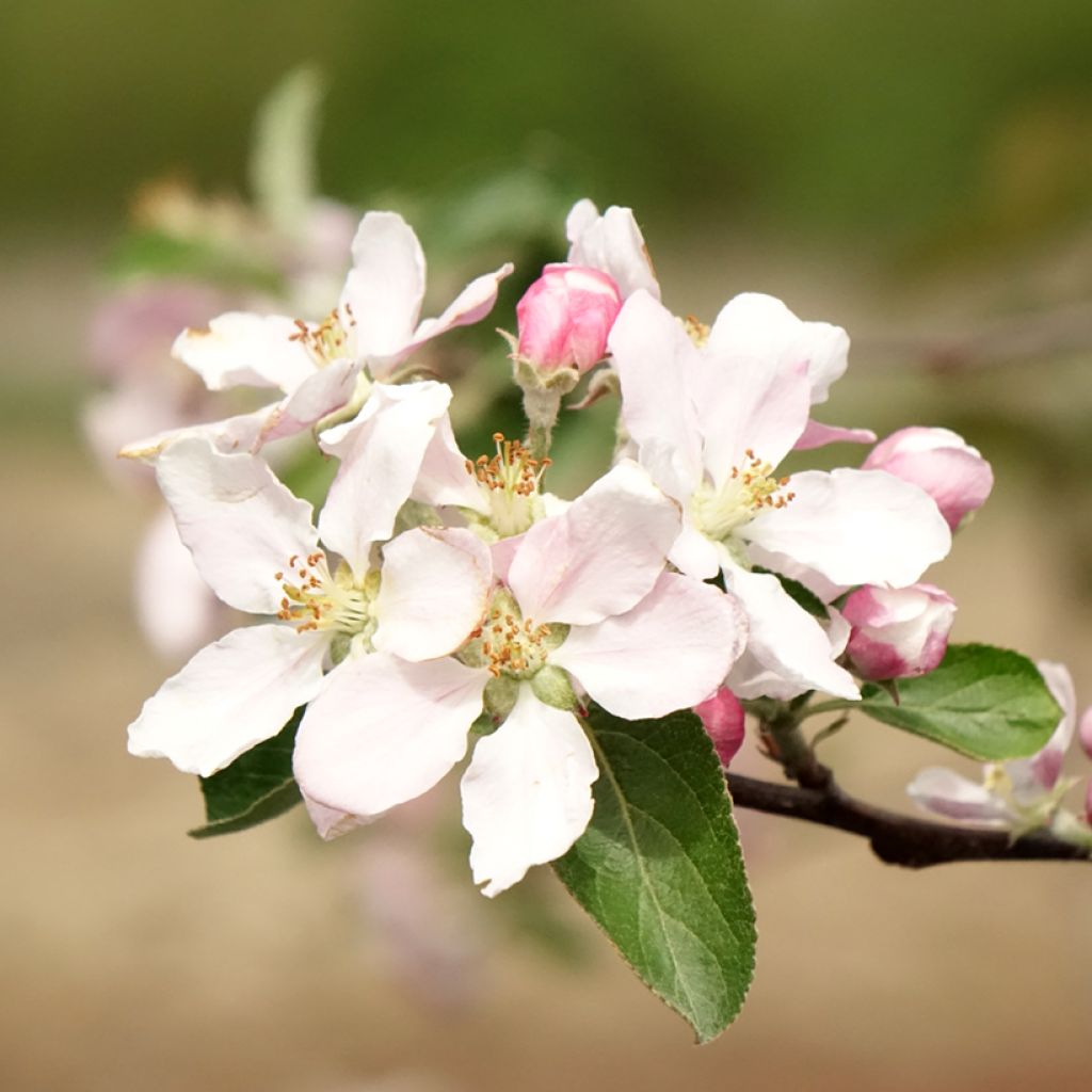 Pommier Reinette de Caux