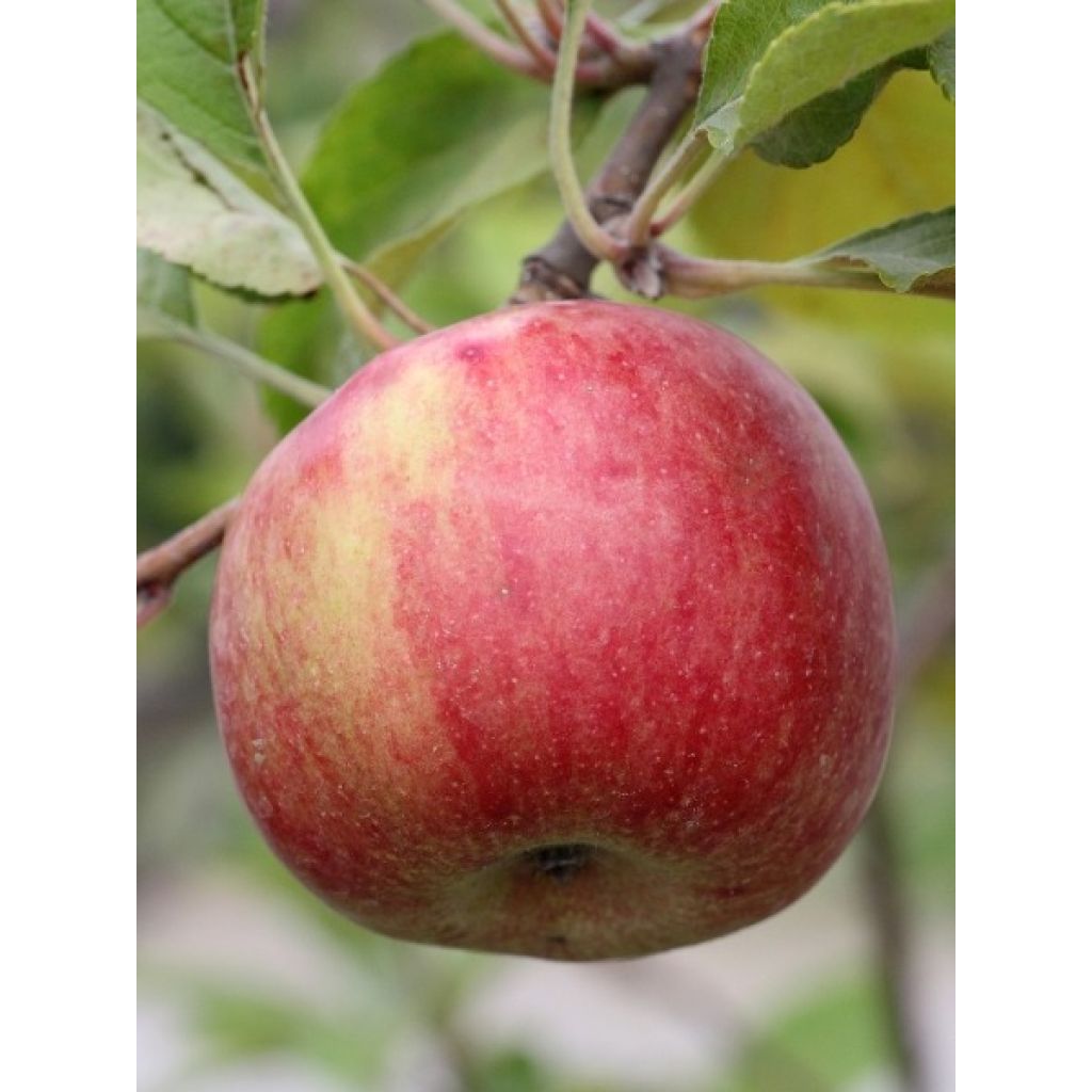 Pommier Reine des Reinettes