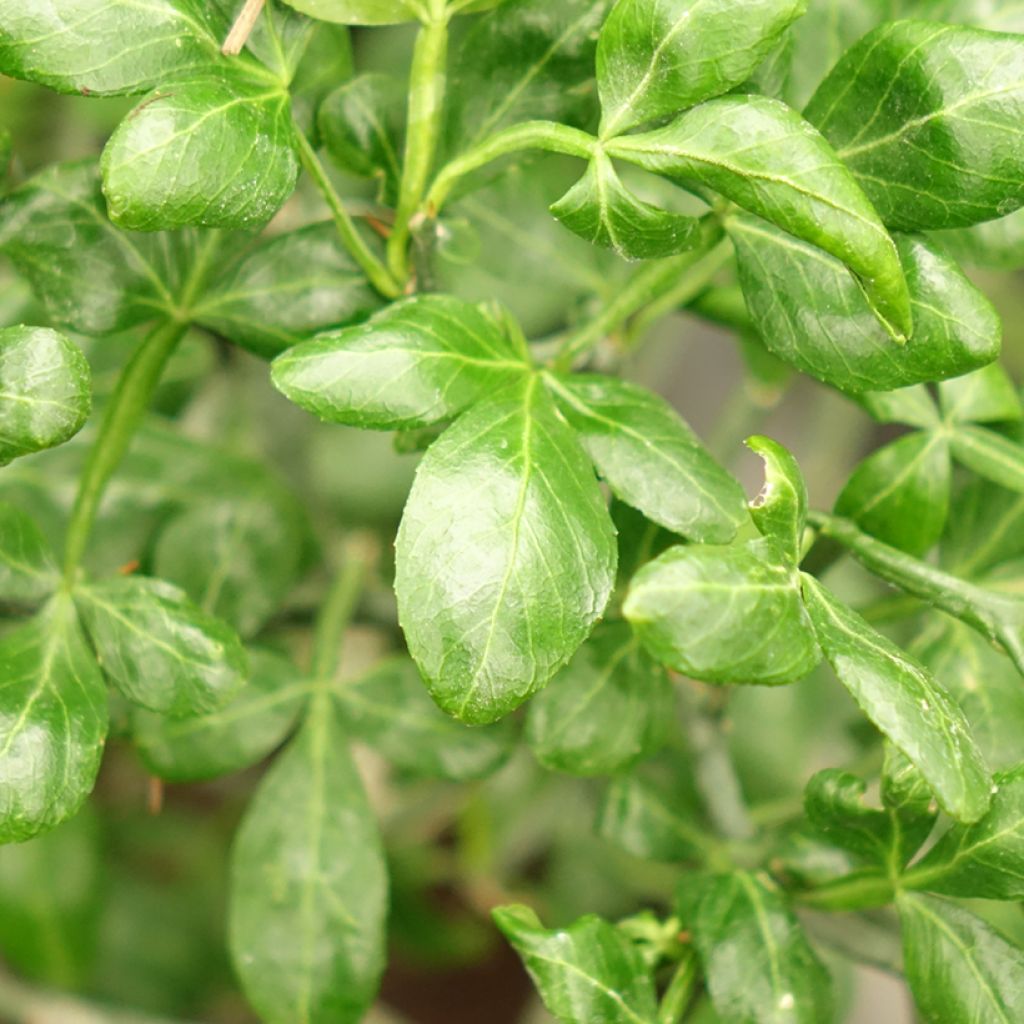 Poncirus trifoliata Flying Dragon - Citronnier tortueux