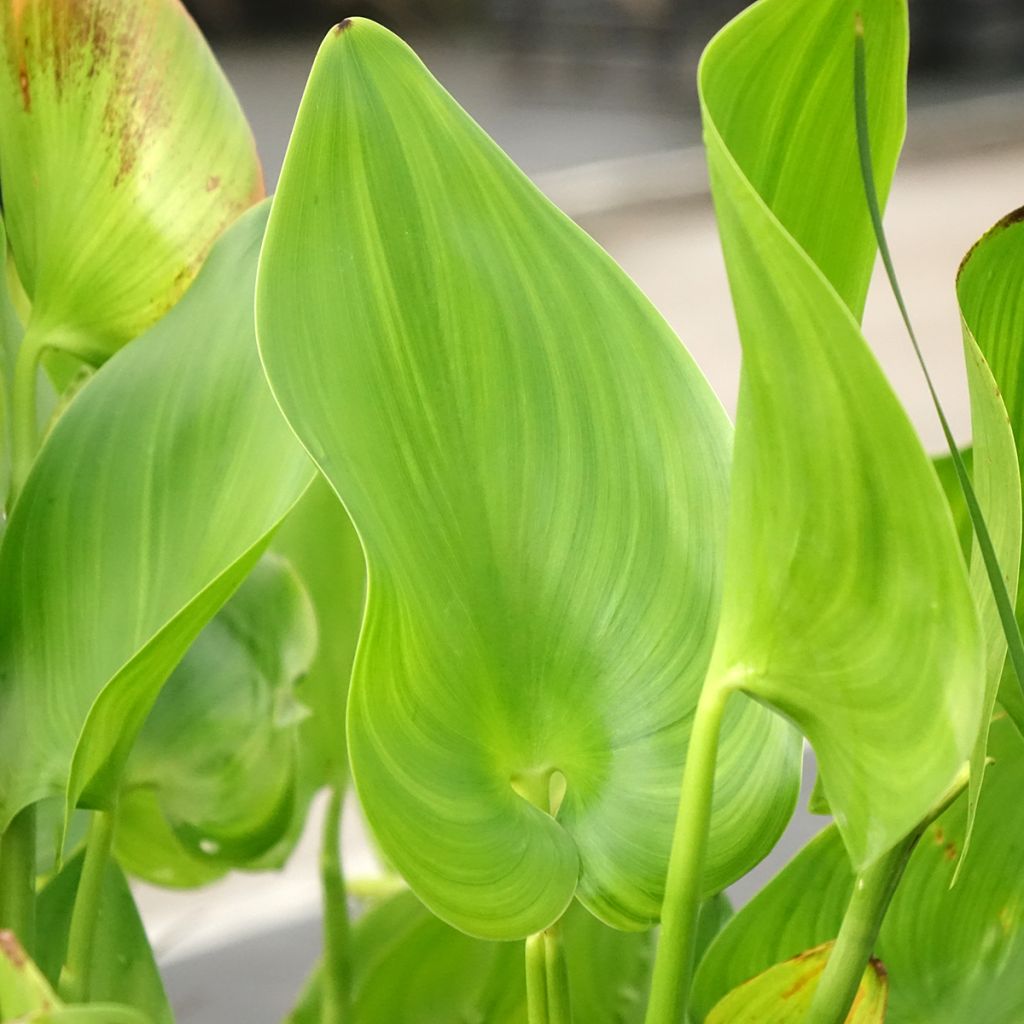 Pontederia cordata Pink Pons - Pontédérie à feuilles en cœur