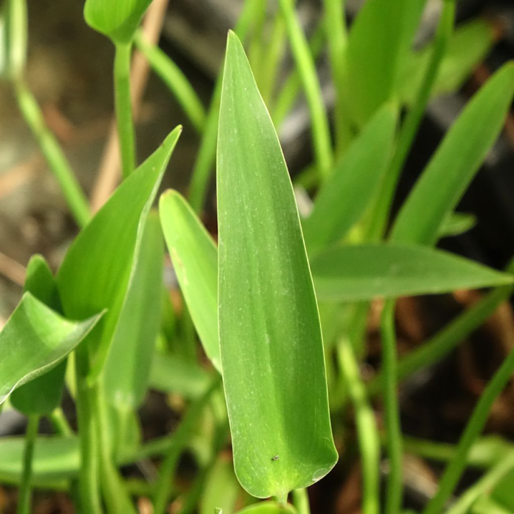 Pontederia lanceolata - Pontédérie à feuilles lancéolées