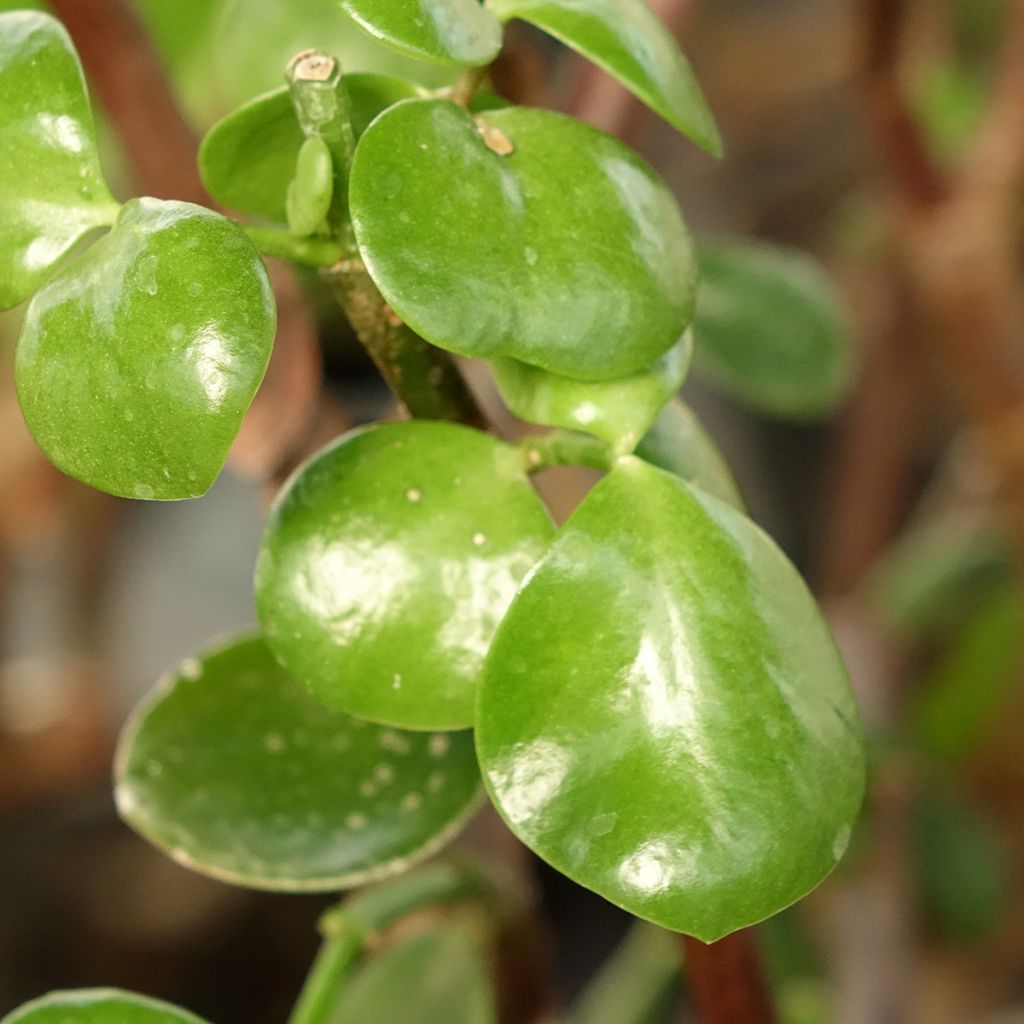 Portulacaria afra Macrophylla - Pourpier en arbre