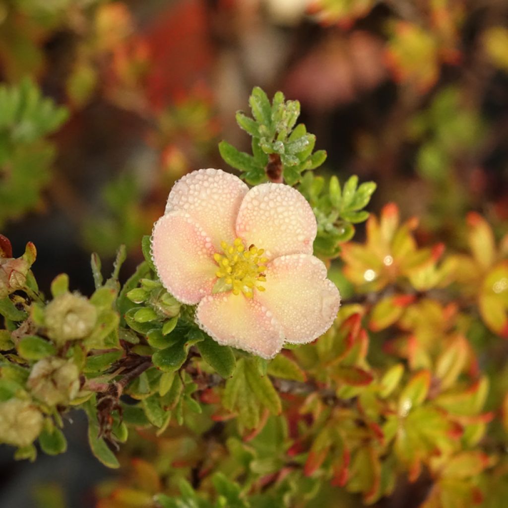 Potentilla fructicosa Glamour Girl - Potentille arbustive
