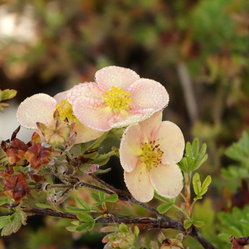 Potentilla fructicosa Glamour Girl - Potentille arbustive