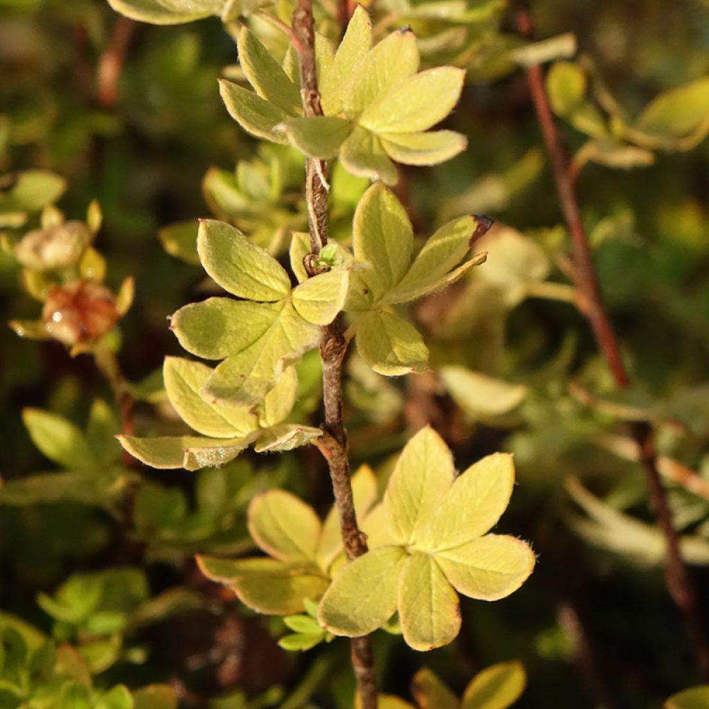 Potentilla fruticosa Creme brulée- Potentille arbustive