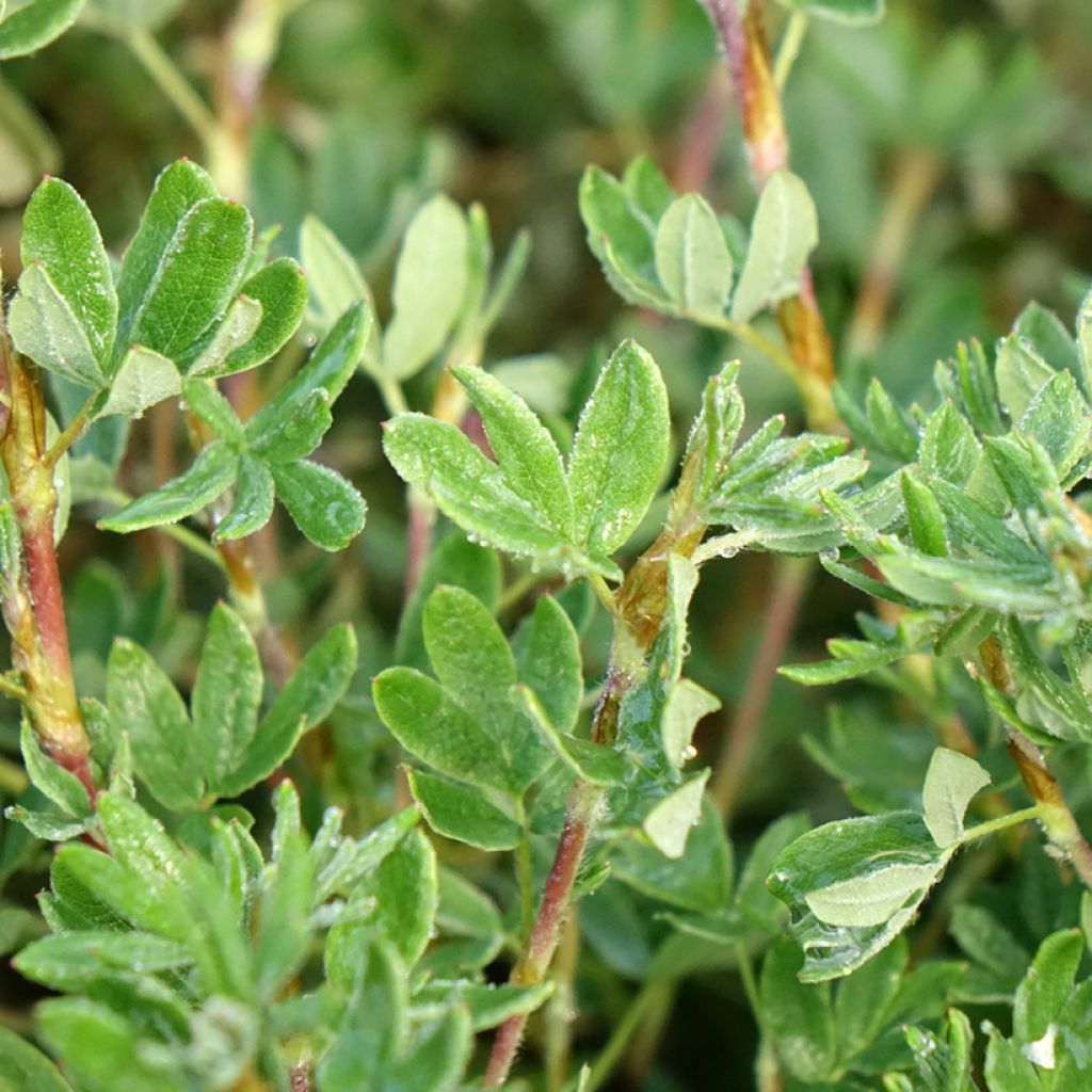 Potentilla fruticosa Double Punch Pastel - Potentille arbustive