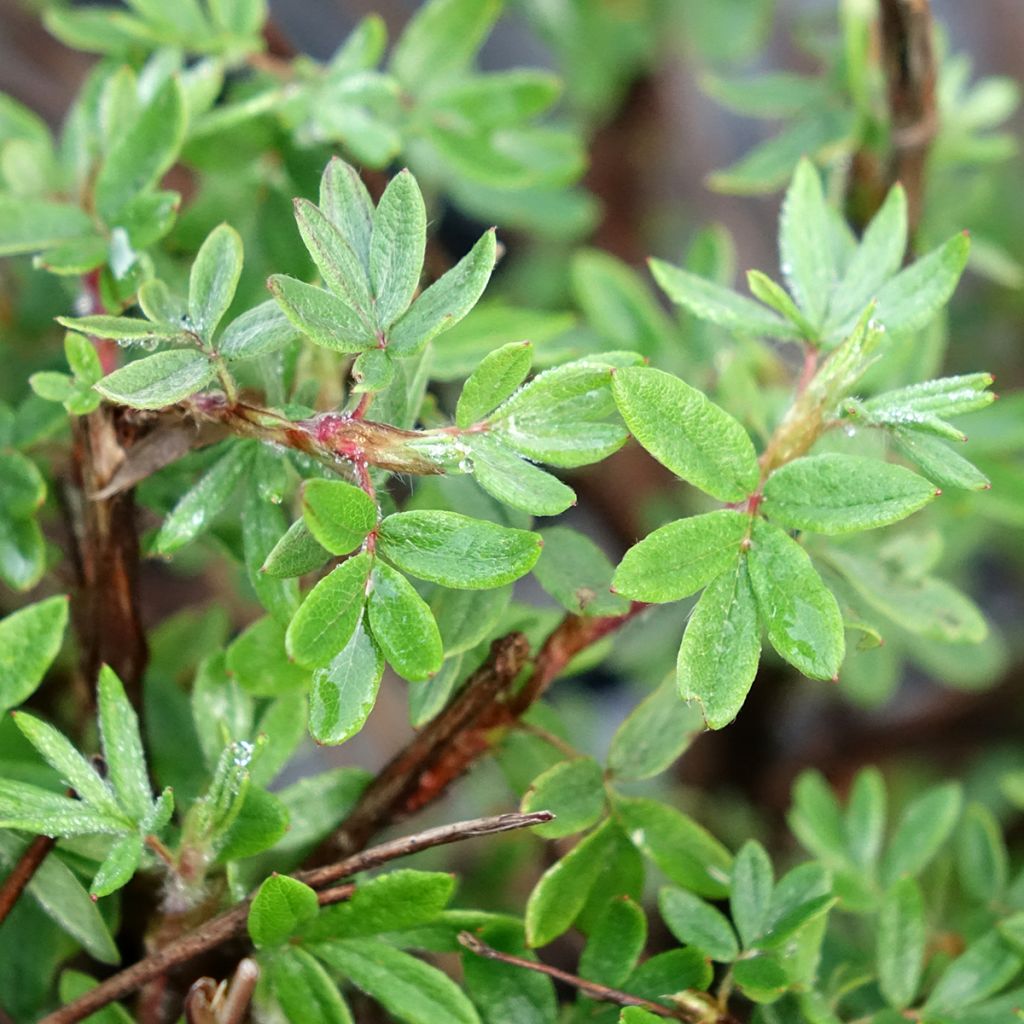 Potentilla fruticosa Double Punch Pink - Potentille arbustive