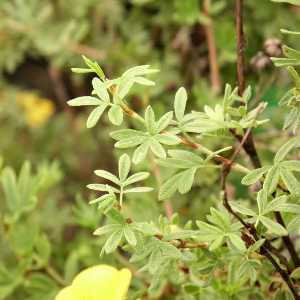 Potentilla fruticosa Tangerine - Potentille arbustive 