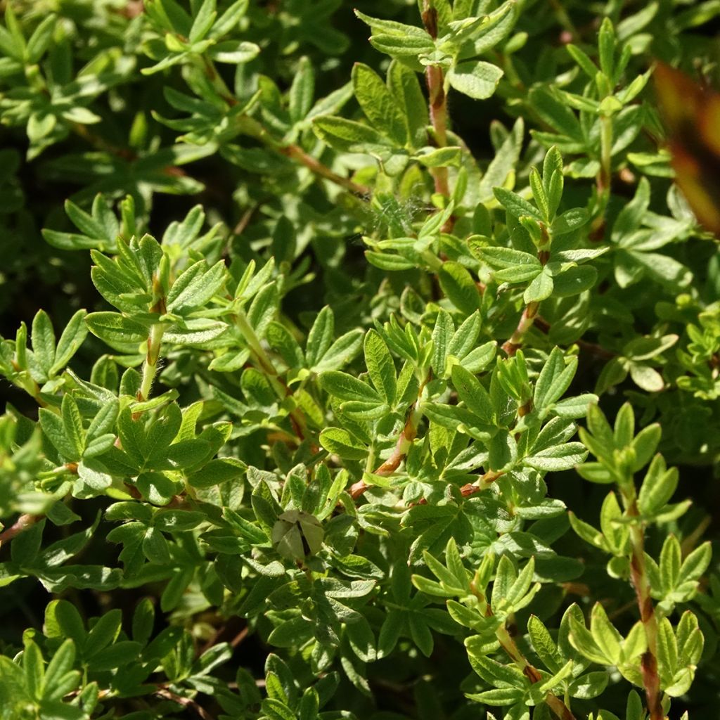 Potentille arbustive Bella Apple - Potentilla fruticosa 