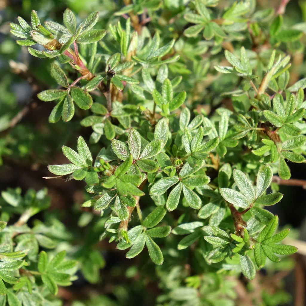 Potentille arbustive Bella Rosa - Potentilla fruticosa