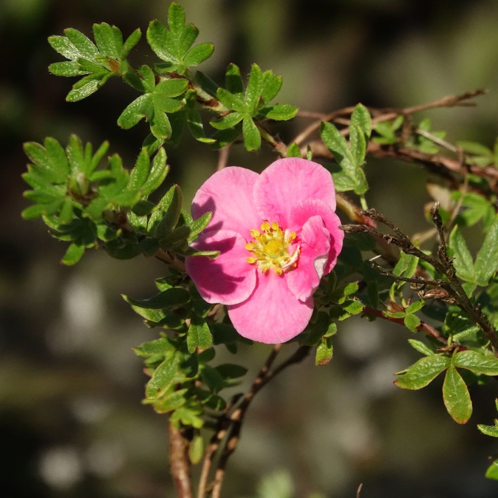 Potentille arbustive Bella Rosa - Potentilla fruticosa
