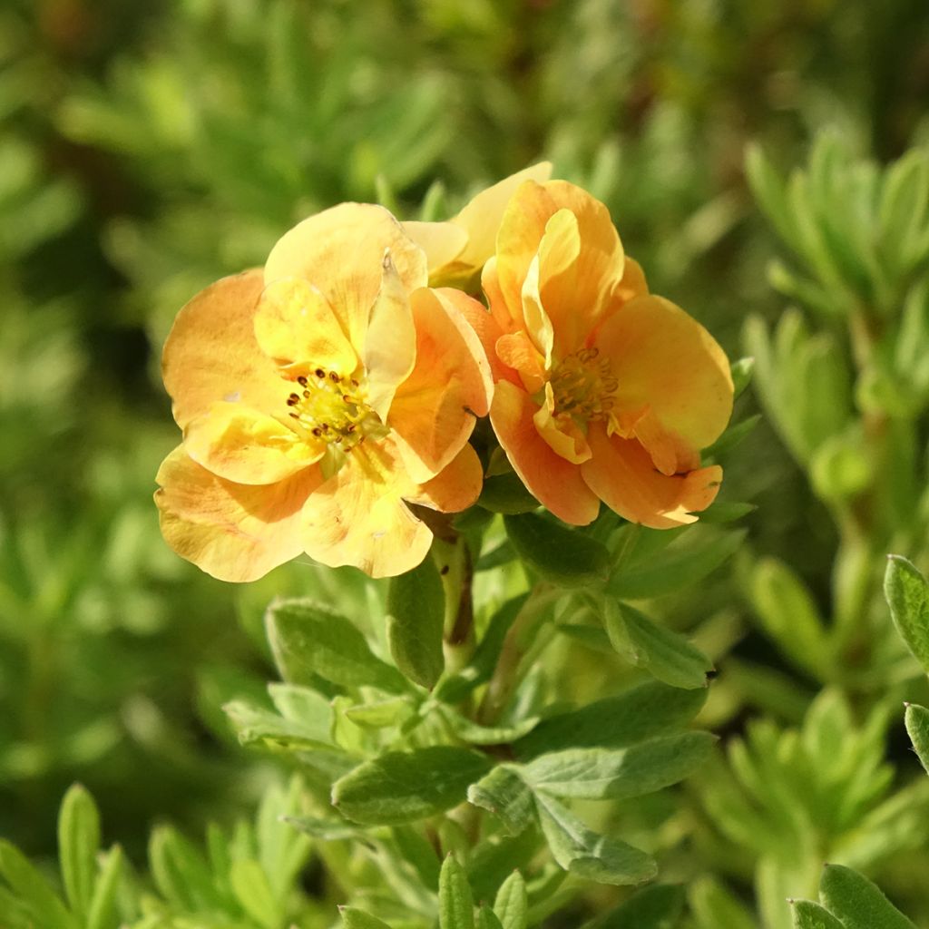 Potentille arbustive Marmalade - Potentilla fruticosa